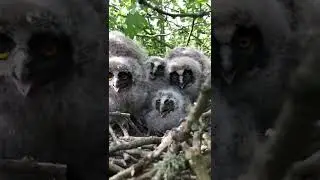 Long-eared Owl nest. The eldest chick exhibits its natural defence mechanisms.