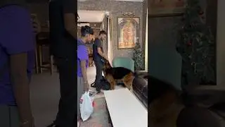 When the AC technician enters, Simba turns detective. #DetectiveDog #CIDSimba #DogOnDuty
