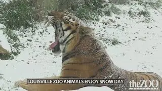 Louisville Zoo animals enjoy snow day
