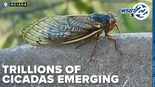 Dual cicada broods to emerge simultaneously for first time in more than 200 years