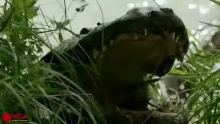 INCREDIBLE ANIMAL FIGHTS BRUTE NATURE