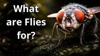 If Flies Disappeared &mdash; The World Would Collapse