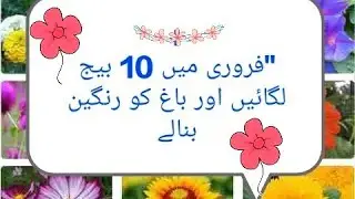 Grow Your Dream Summer Garden Now! Top 10 Flowers to Sow in Februaryry 2026.