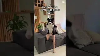 Quando o efeito IA de dancinha dos cachorros sai errado e fica engra&ccedil;ado demais! Kkkkk #IA #efeitoia