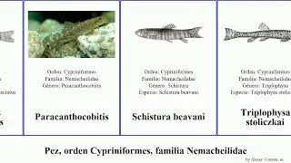Pez, orden Cypriniformes, familia Nemacheilidae fish Triplophysa Fuse stoliczkai evezardi bergiana