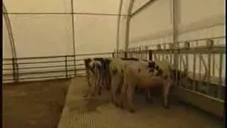 UC Davis Newswatch: Cow Pollution