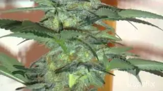 Bud Pictures