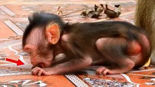 Popular monkey Daily, Cutest skinny Baby Devid Super Active Morning Try Hard Learn to Walk near Mom