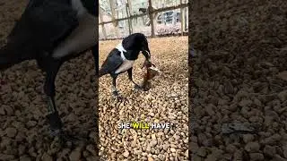 Crow Gets Giant Leaf