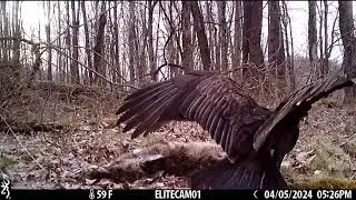 Turkey Vultures cleaning up the country side Upstate New York. Trail cam wildlife.