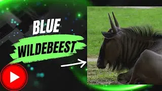 🌍 Blue Wildebeest: The Great Migrator of Africa | Amazing Planet 🦓