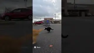 Feline Frenzy: Supermarket Mayhem! #cats #funny #Sora
