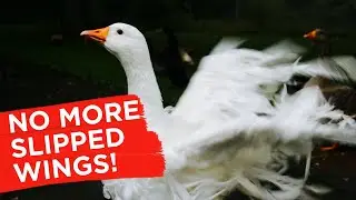 Quick fix for Slipped/Angel Wing in Ducks and Geese