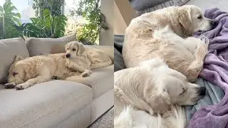 When You Get Your Dog a Dog