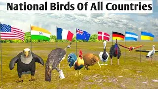 National BIRDS Of All Countries|National BIRDS Of Every Country
