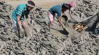 People Catching catfish  by hand In Mud water pond |  how to catching fish from muddy pond