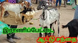 இராணிப்பேட்டை ஆட்டு சந்தை| goatmarket|Ranipettai goat market