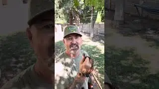 Quick shot review of the Gunshy Archery F44 quiver for my 2025 Bwana Safari Longbow