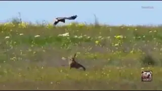 Hawk vs. hare -- and the hare holds her own!