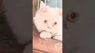 Melted by This Kitten!🤣😻 #meow #cute #kitten #cat