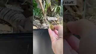 What I Feed My Pink Tongue Skink