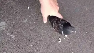 Bird buddy outside Silver Strand Hotel Blackpool oct 2025