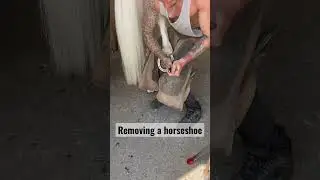 Farrier removing a horseshoe #asmr #oddlysatisfying #equestrian #farm