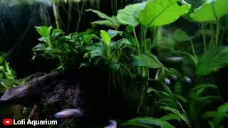 2 hours Freshwater Aquarium / Upbeat lofi music / Watch Gold Neon Tetra