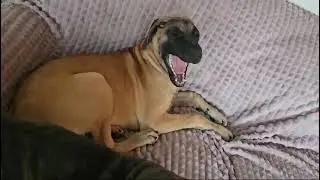 Fawn Great Dane puppy Sunny (Sunflower) sneaks on to the couch