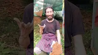 A Farmer and His Daughter Explain about their Mushroom Farm in Bhutan
