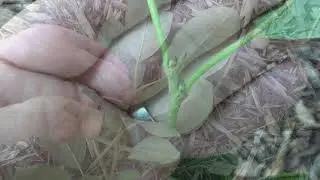 Identifying persimmon