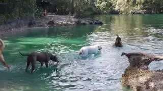 Парки Флориды. Snyder Park Fort Lauderdale. Парк для собак.Озеро для купания собак