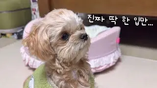 A dog that's upset because he can't get a bite