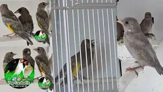 The best bloodline of the Damascus goldfinch mutation, pure and not half-sized