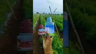 Spray For Tomato Brofreya+Tomotough  To Control Insect's And Virus 🦟 ✨ #farming #agriculture