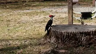 Pileated Woodpecker