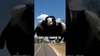 How EVIL are the Australian MAGPIE birds?😳🤔