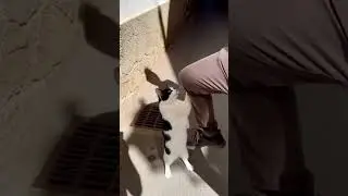The Ultimate Cat Hug!😹 絶対に離さない！足にしがみつく野良猫が強すぎる ##funnycat #cathug #streetcat #madrid #Shorts #fyp