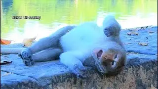Update Carbzila Group today! New king Samson sleep play-play on stone no duty to do make him boring