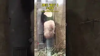 Sakurahama&rsquo;s escape attempt failed, lol! No playtime outside for her! #panda #china