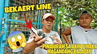 PINAHIRAMAN AKO NI SIR HOMING PEGION TV NG KALAPATI...