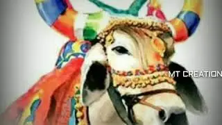 Bail pola special whatsapp status video 2020 | MT CREATION