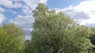 Башкирская весна.
