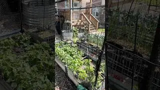 So Much Growth in Just 2 Weeks - Front Yard Garden