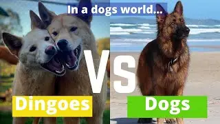 Dingoes vs Dogs, in a dogs world- The Wildlife Twins