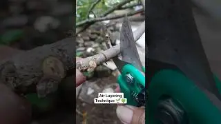 Air Layering Technique #bonsai #grafting #satisfying #garden #gardening #tree #bonsaitree #diy