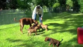 Rhodesian Ridgeback Welpen 15.7.2012