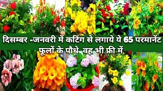 दिसम्बर,जनवरी में कटिंग से लगाये 65 परमानेंट फूलों के पौधे फ्री में कटिंग से सेकडों पौधे तैयार करें