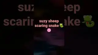 suzy sheep scaring snake 🐍