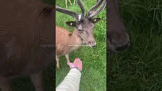 I love them #deer #ireland #animals #nature #travel #irelandtravel #irelandtourism